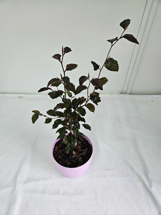 Buk pospolity fioletowy 65cm C2–ozdobne drzewo liściaste+ nawóz gratis