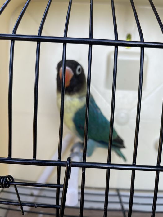 Agapornis personatas