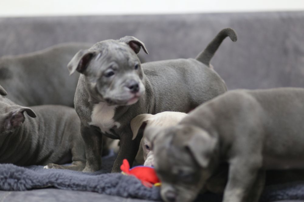 Ambully , Bully, pocket