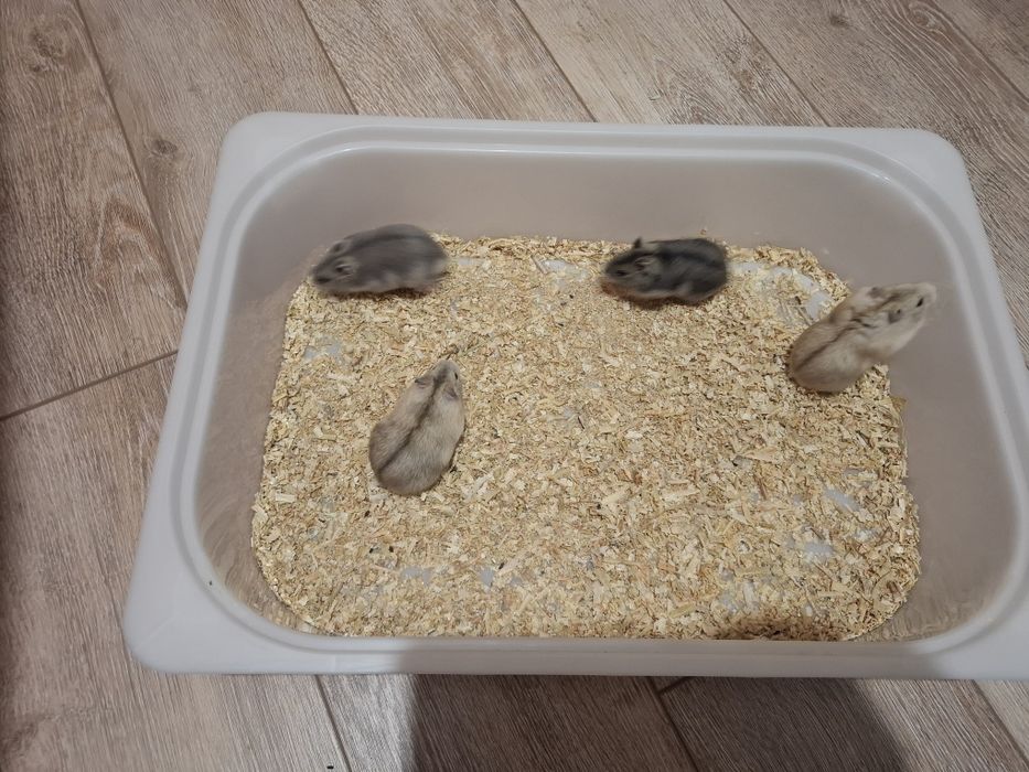 Chomik dżungarski chomiki dżungarskie młodziutkie