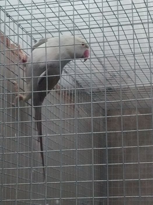 Casal  ringneck reprodutor