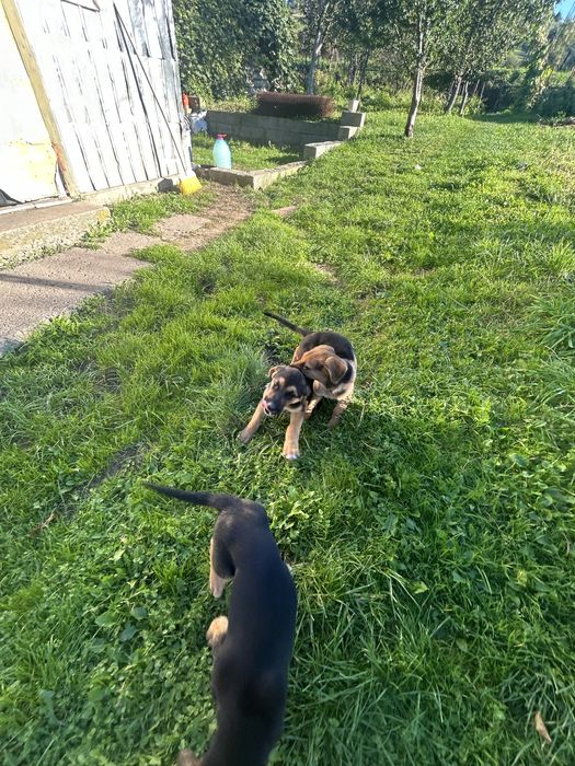 Собаки шукають дім