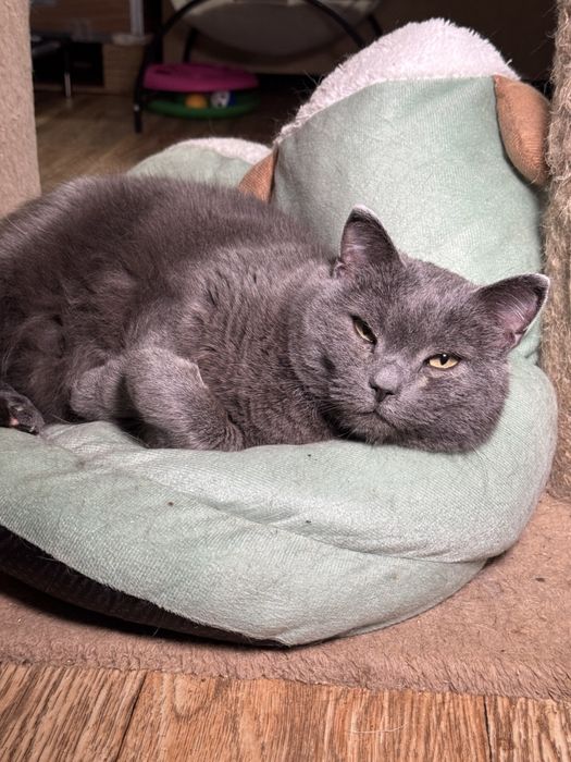 Серые коты и кошки  ищут дом!