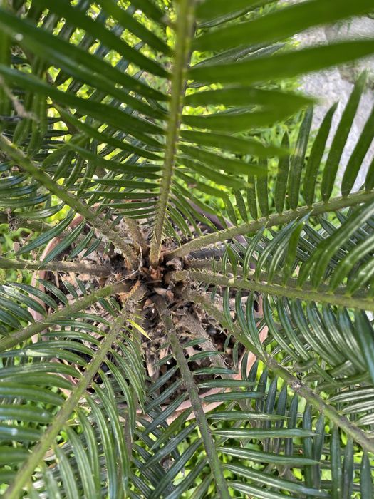 Planta Sika - estilo palmeira de cresimento lento