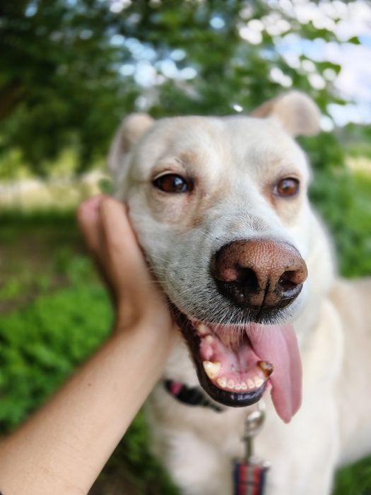Łajt kochany labradorkowaty psiak
