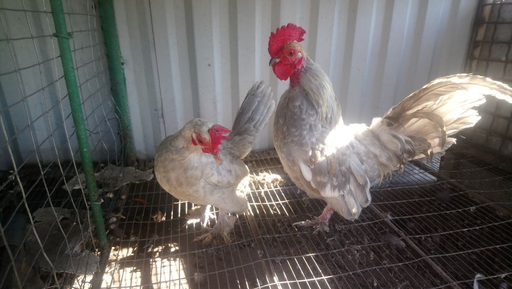 Кури карликові..