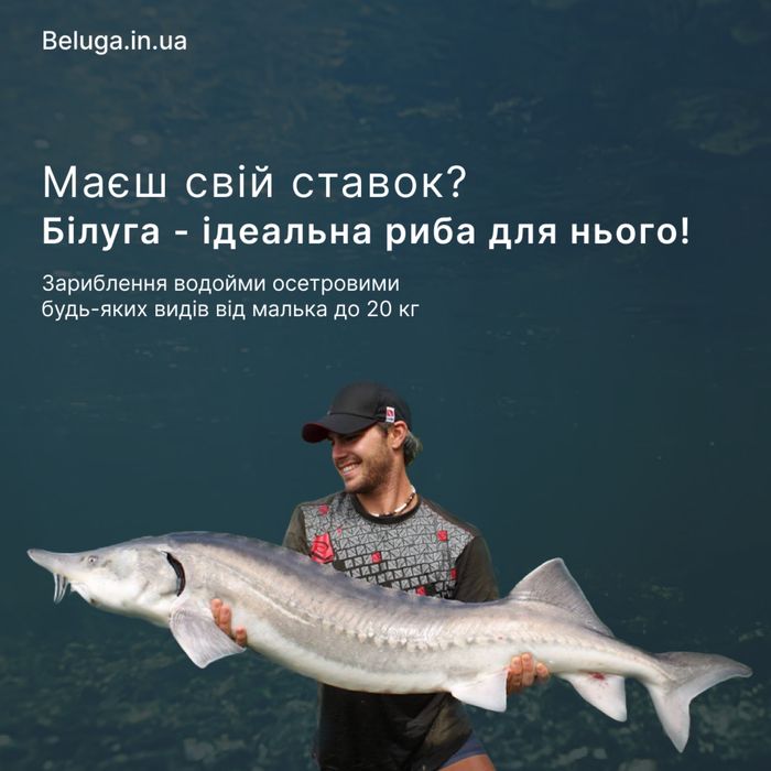 Малек Белуги Каспийской