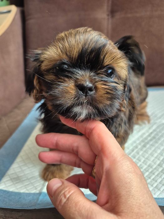 Shih Tzu Piesek.