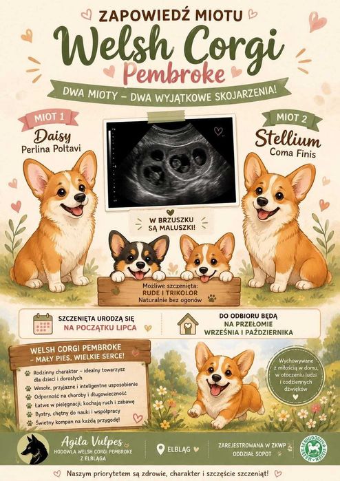 Zapowiedź miotu Welsh Corgi Pembroke