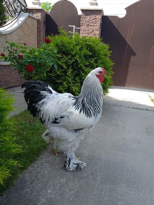 Пітух Світлої Брами