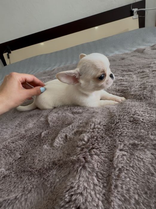 Chihuahua macho mini