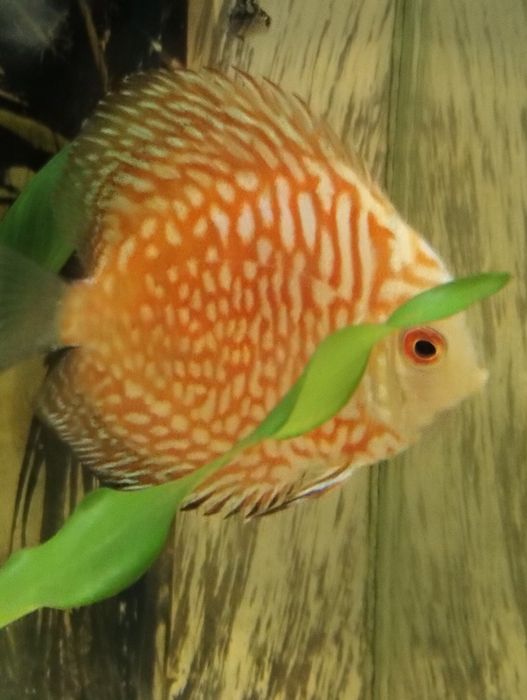 Discus pigeom red 9cm