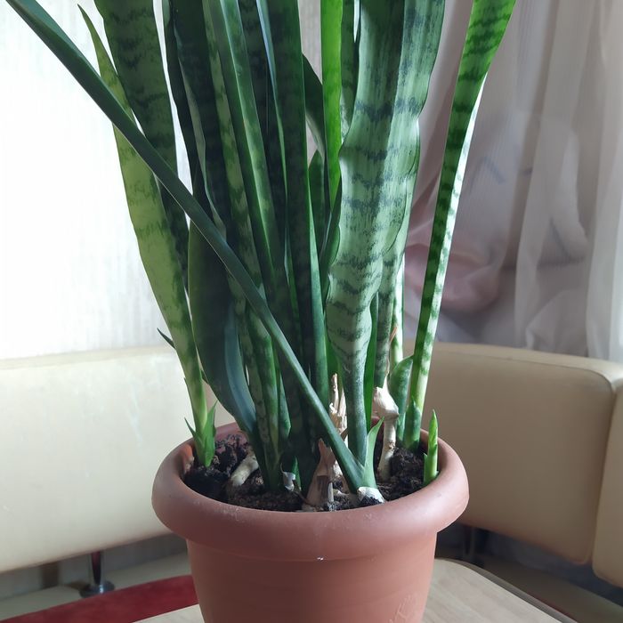 Домашние цветы .