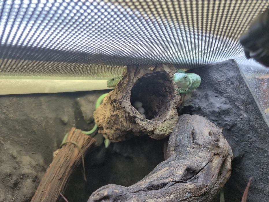 Gastropholis prasina