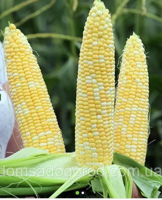 Насіння Кукурудзи РАКЕЛЬ F1 RAKEL F1 Семена Кукурузы