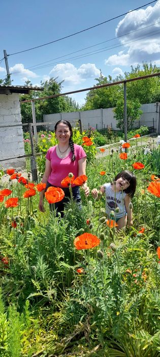 Продам мак декоративний багаторічний.