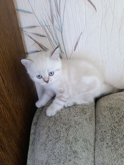 Шотландські котики з плюшовою шерстю