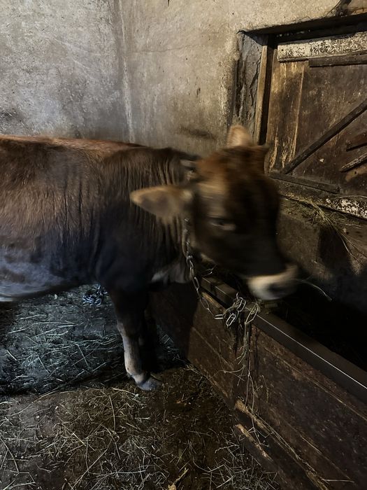 Телиця вісім місяців