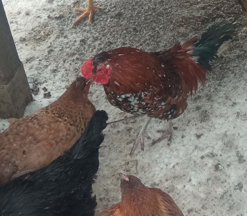 Kury ozdobne Liliputy koguty pary