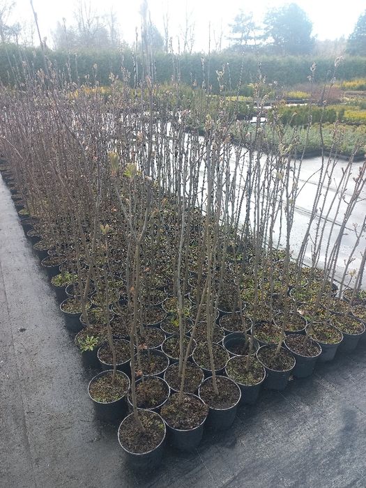 Sprzedam 4- letnie sadzonki jarzębiny czerwonej w pojemniku 2 litry