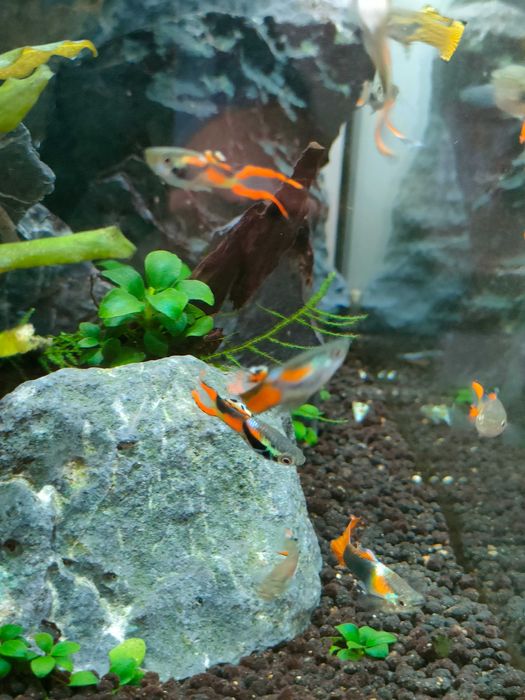 Guppys machos e fêmeas