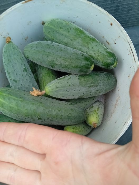 Продам огірки на консервацію