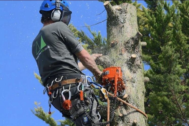 Спил деревьев любой сложности. Дробление и измельчение веток.