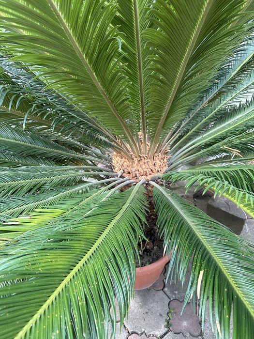 Сагова пальма