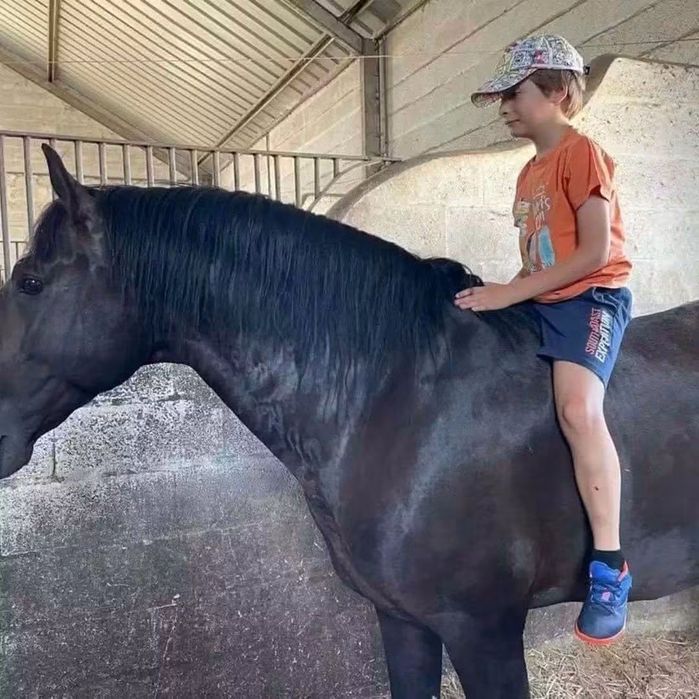 Cavalo de total confiança para pessoas sem experiência