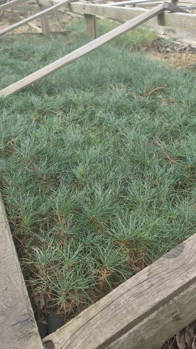 Сосна Гималайская  Сосна Черная сосна Пандеросса