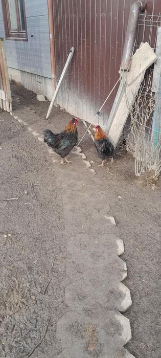 Młode Koguty arakuany