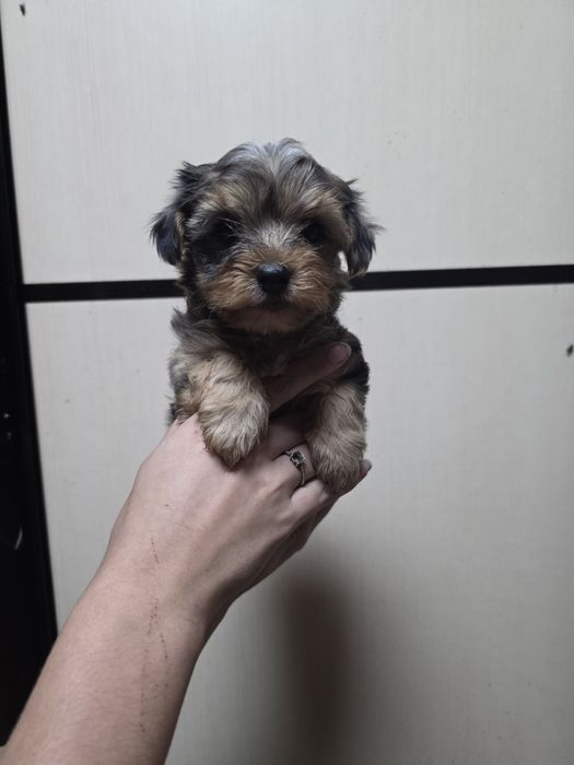 Мраморный мальчик мальтипу