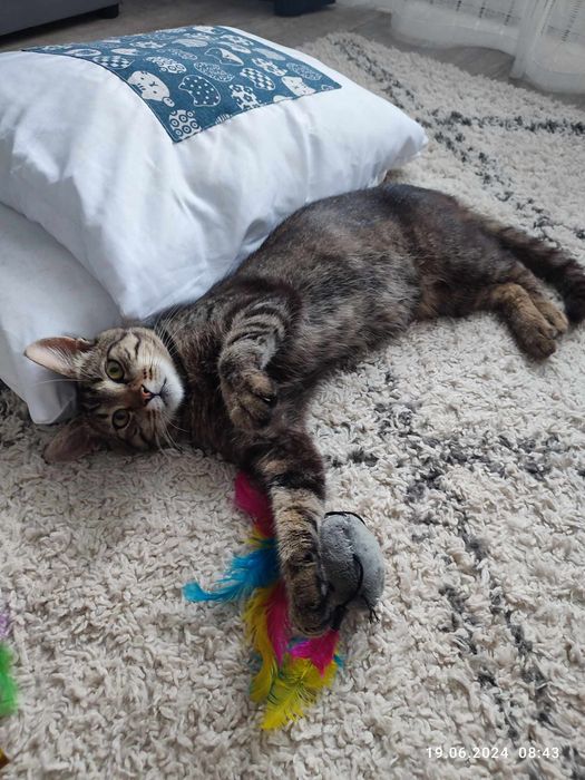 Kot do adopcji - Ptyś