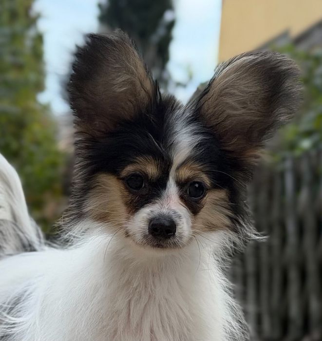 Papillon suczka ZKwP