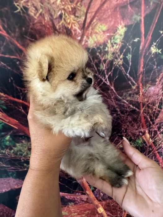 Lulu da Pomerânia Anão