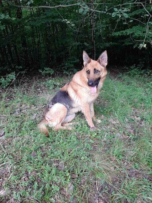 віддам даром нім вівчарку