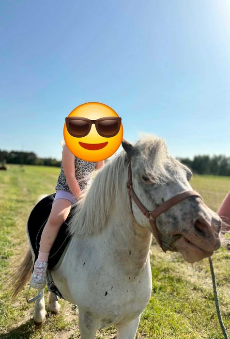Sprzedam 8 letniego walaszka Taranta