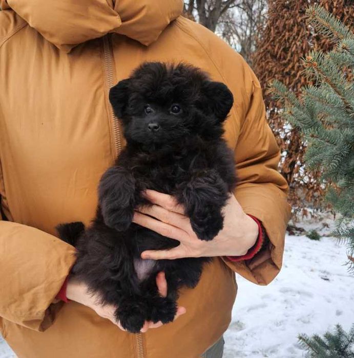 Teddy bear плюшка шпіцпу- хутрова кралечка з Києва