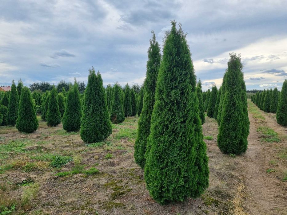 Tuja szmaragd 250 cm, żywotnik zachodni ,,smaragd", Thuja occidentalis