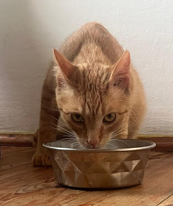 Rozmruczany rudy  8 miesięczny kotek do adopcji
