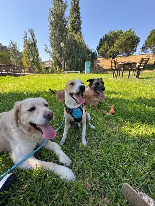 Pet Sitter/ São Domingos de Rana