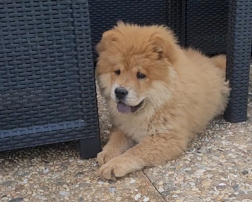 Chow chow laranja bebé