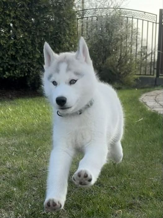 Siberian Husky - niebieskooki szczeniak ZKwP/FCI