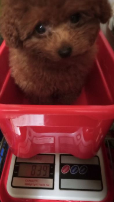 До свят,класнююючі малюки міні- Мальтіпу.