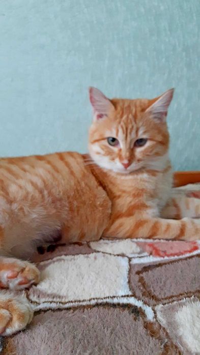 Кошечка Хани ищет дом