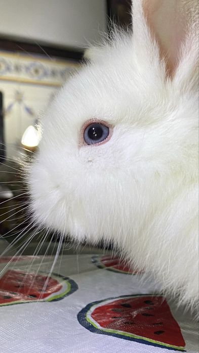 Coelho anão (Branco de olhos azuis)