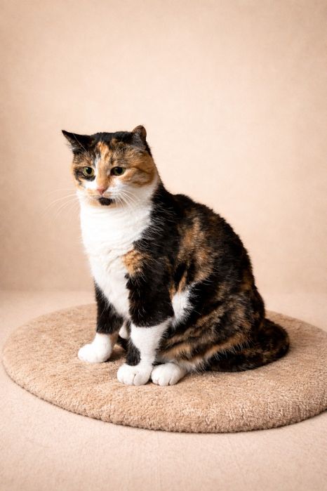 Анфіса кішечка шукає родину