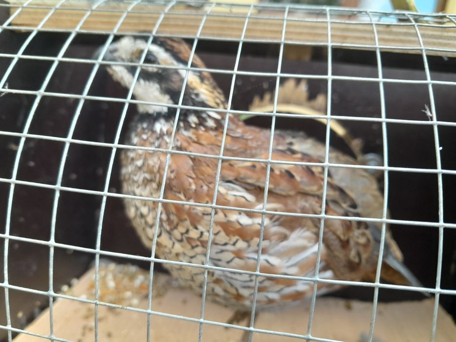 Samiec przepiórki wirginijskiej