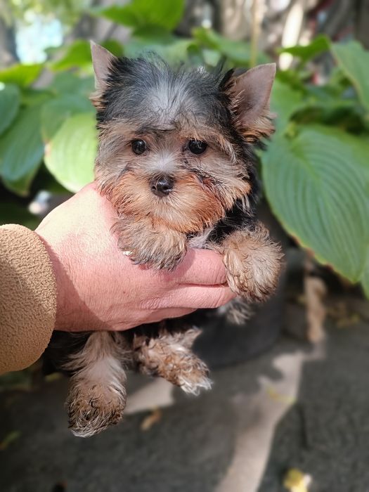 Привитые Родословные Йорки