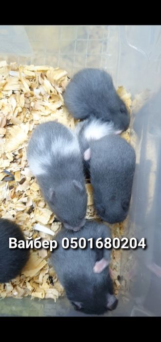 Голубые хомячки есть разные окрасы доставка хомяк джунгарский